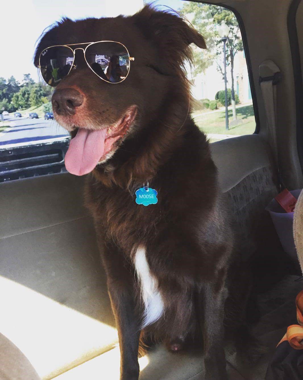 Moose